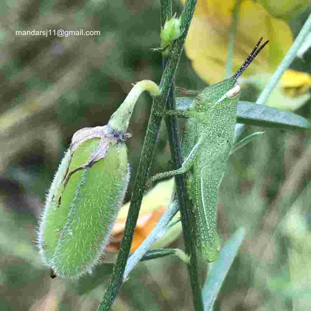 Crotalaria juncea