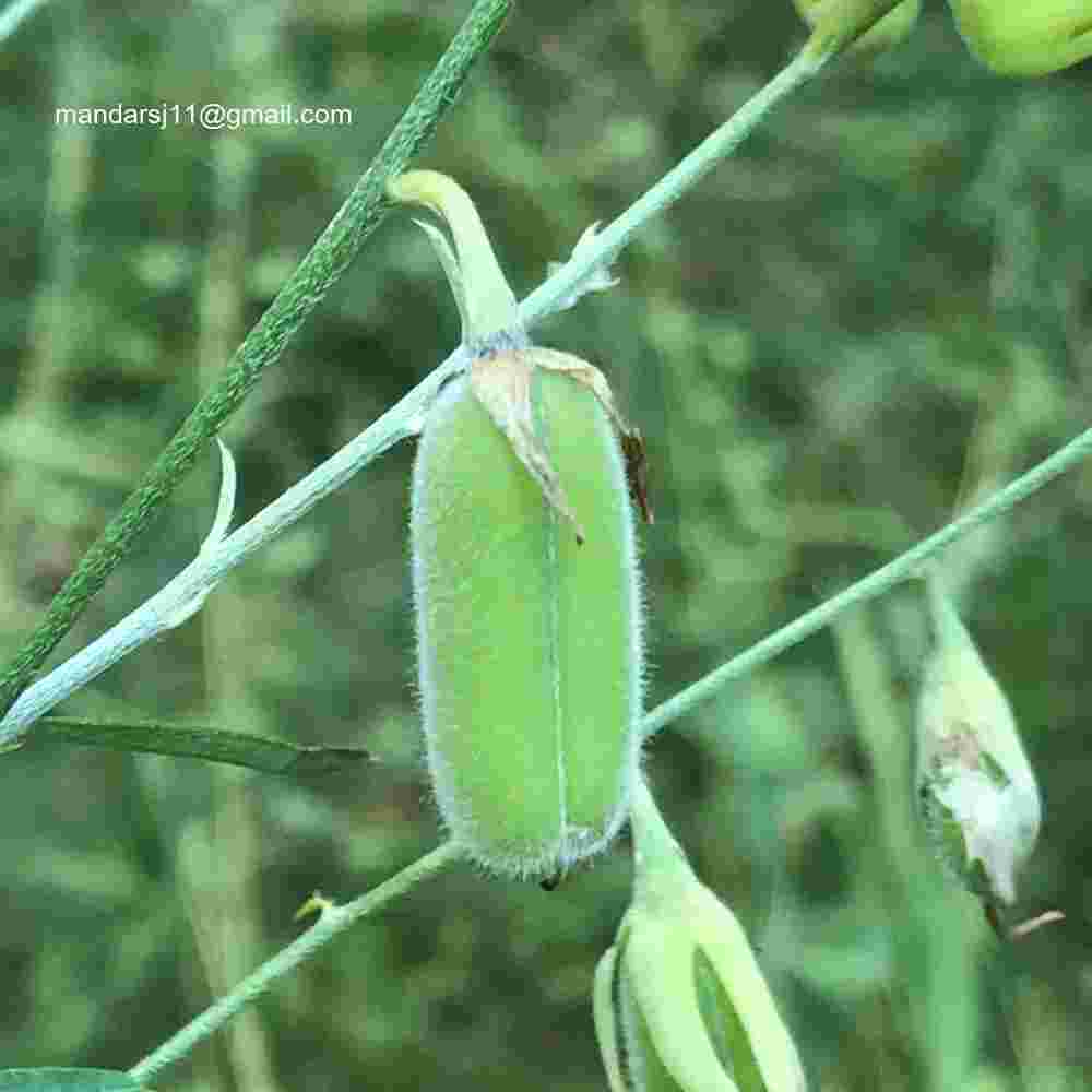 Crotalaria juncea