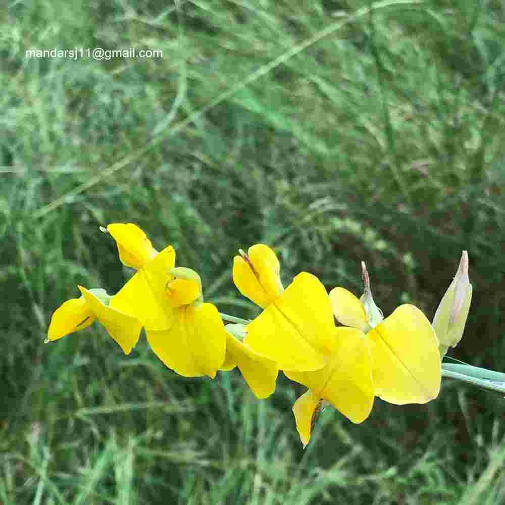 Crotalaria juncea