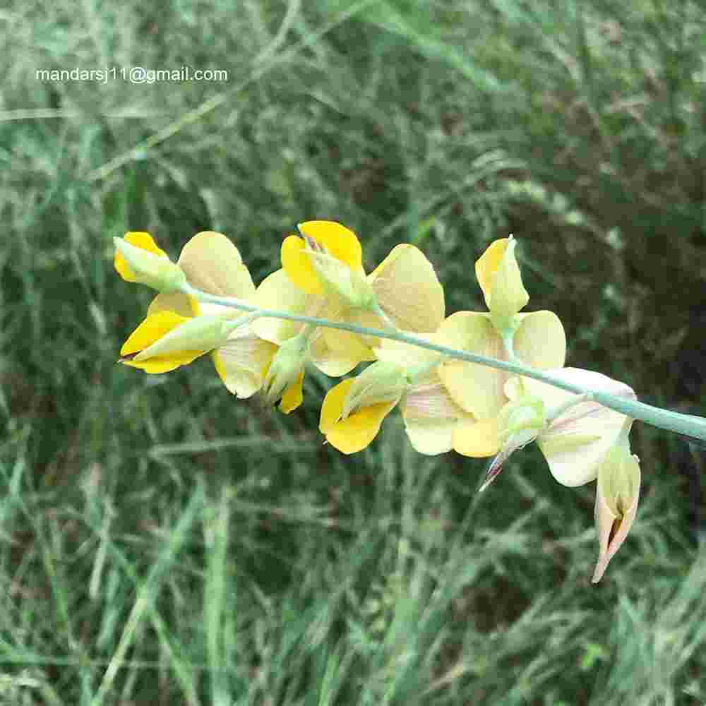 Crotalaria juncea