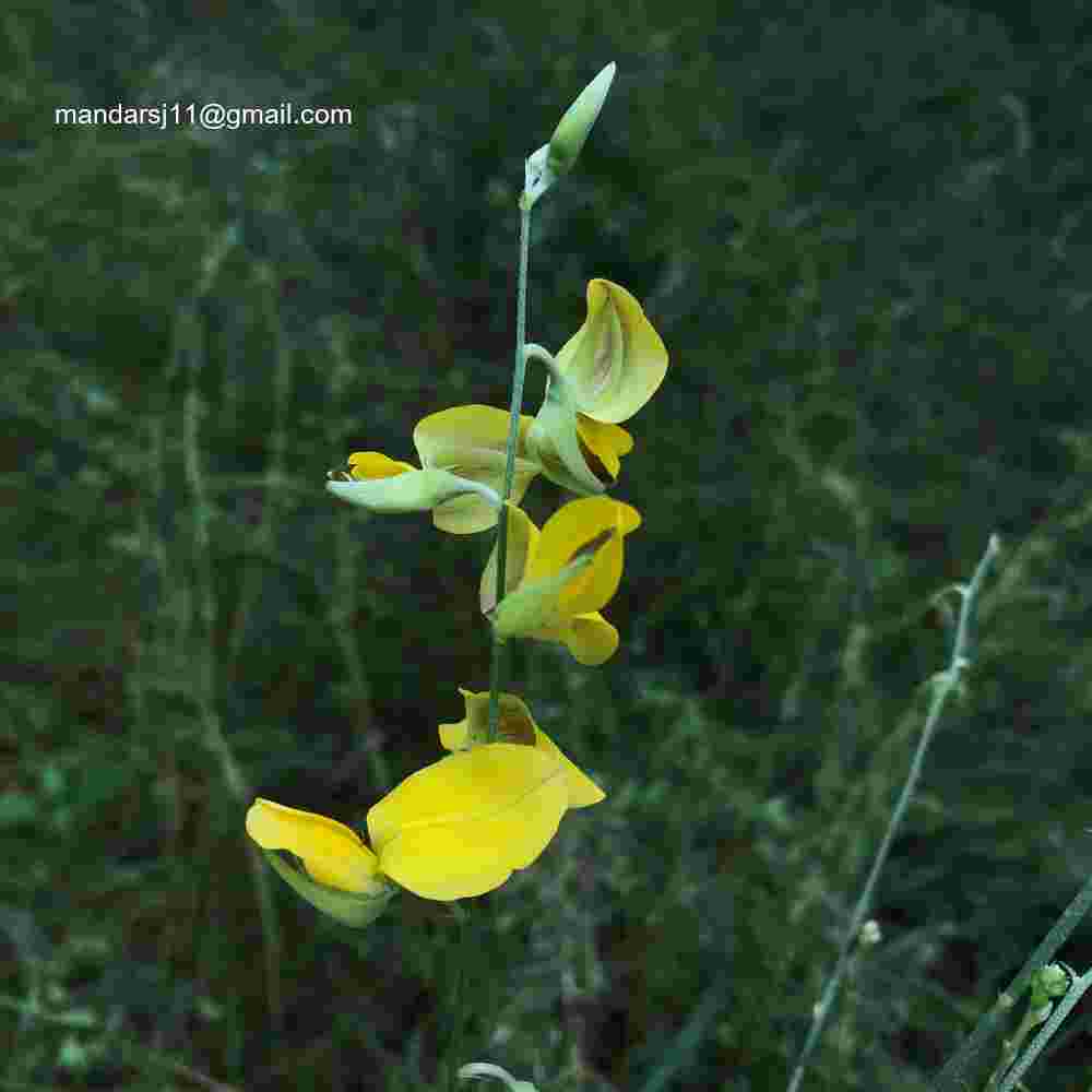 Crotalaria juncea