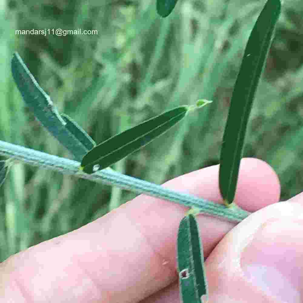 Crotalaria juncea