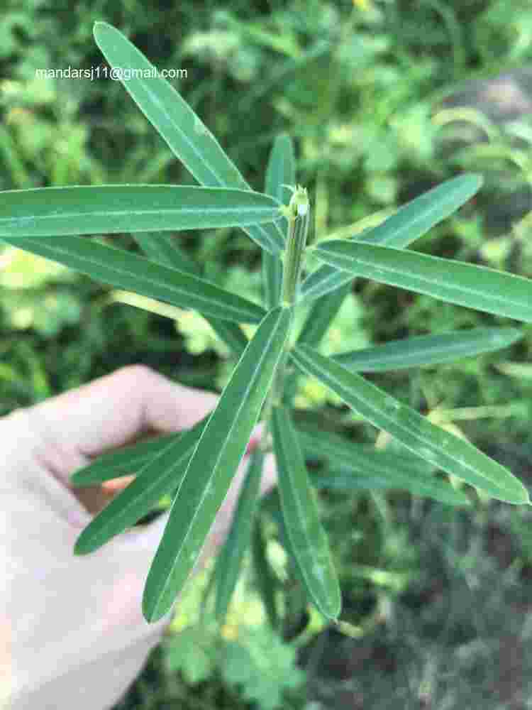 Crotalaria juncea