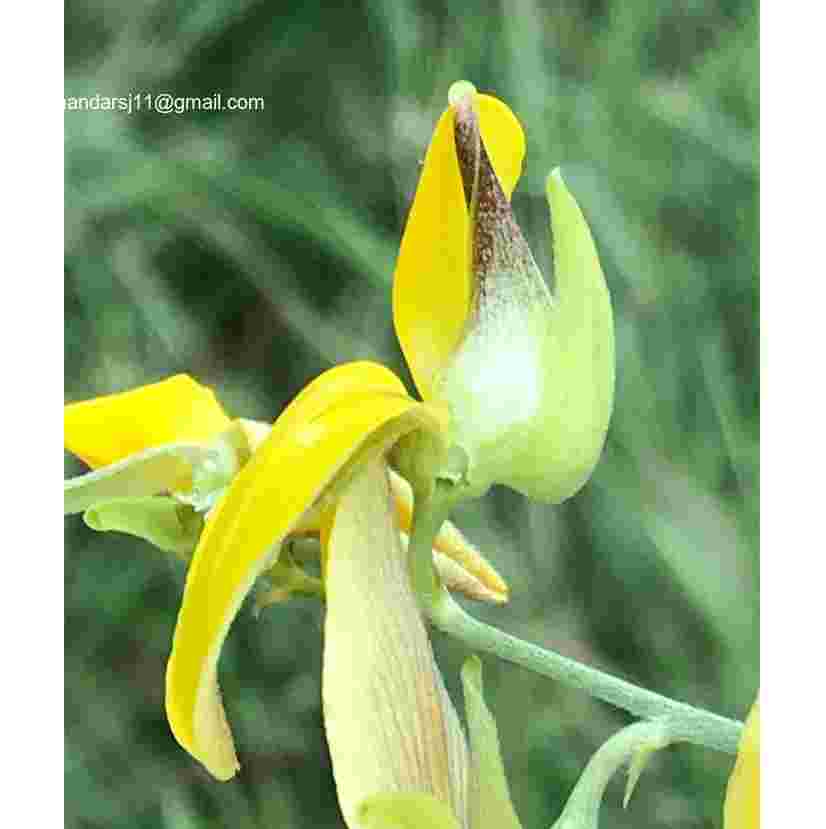 Crotalaria juncea