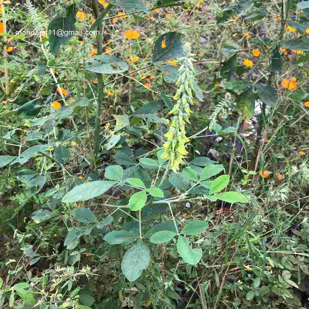 Crotalaria pallida