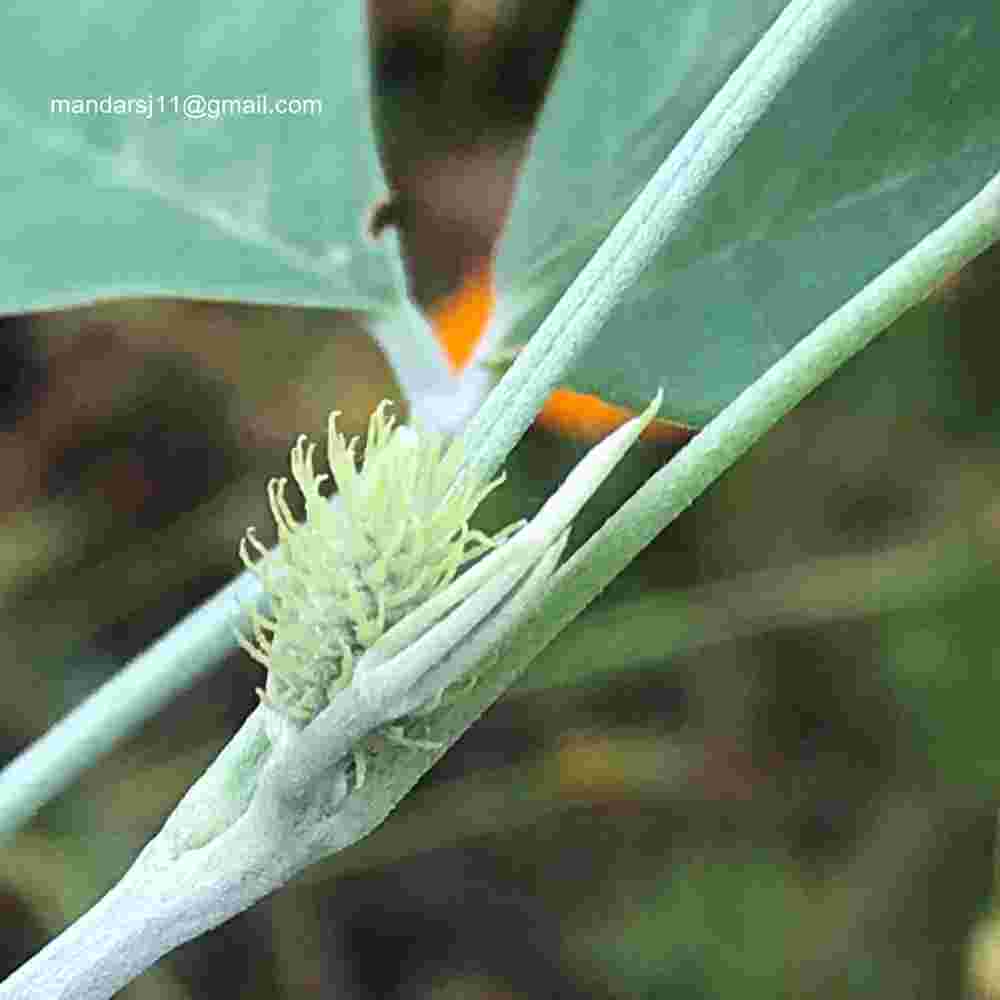 Crotalaria pallida