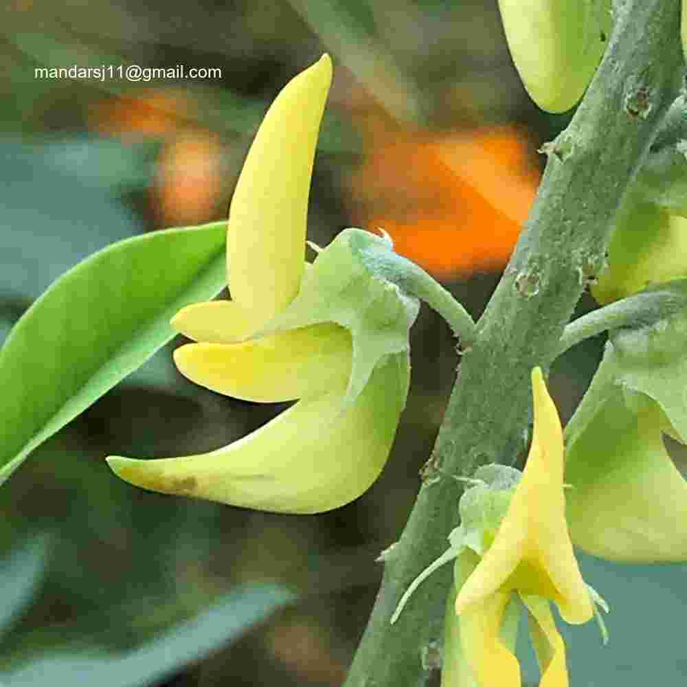 Crotalaria pallida