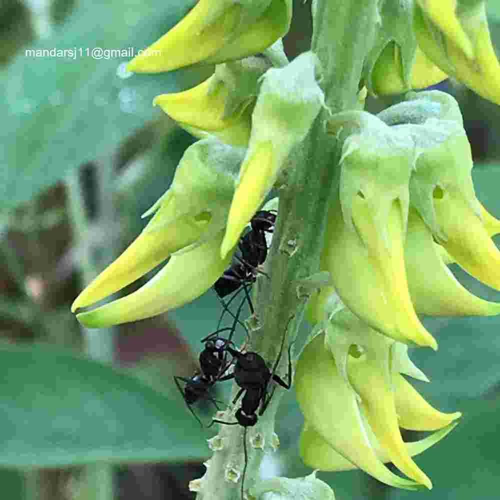 Crotalaria pallida