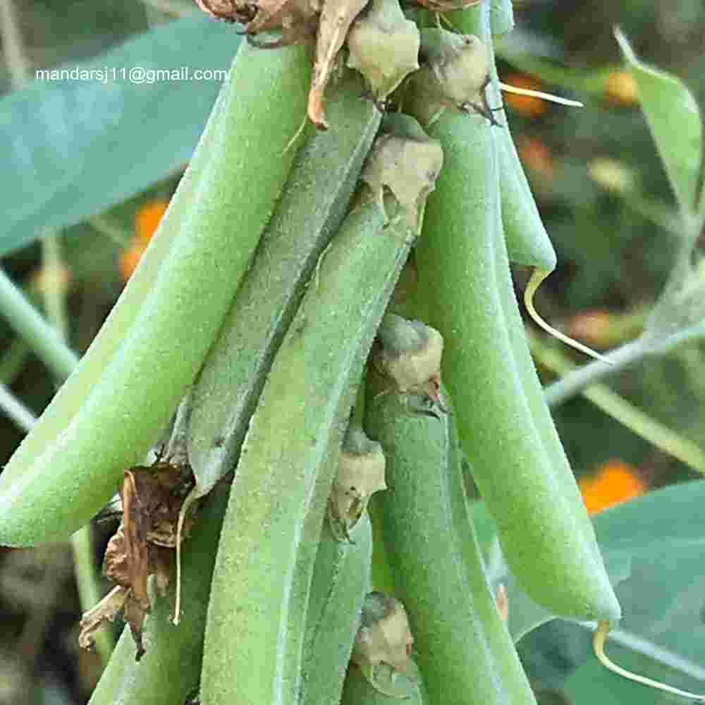 Crotalaria pallida