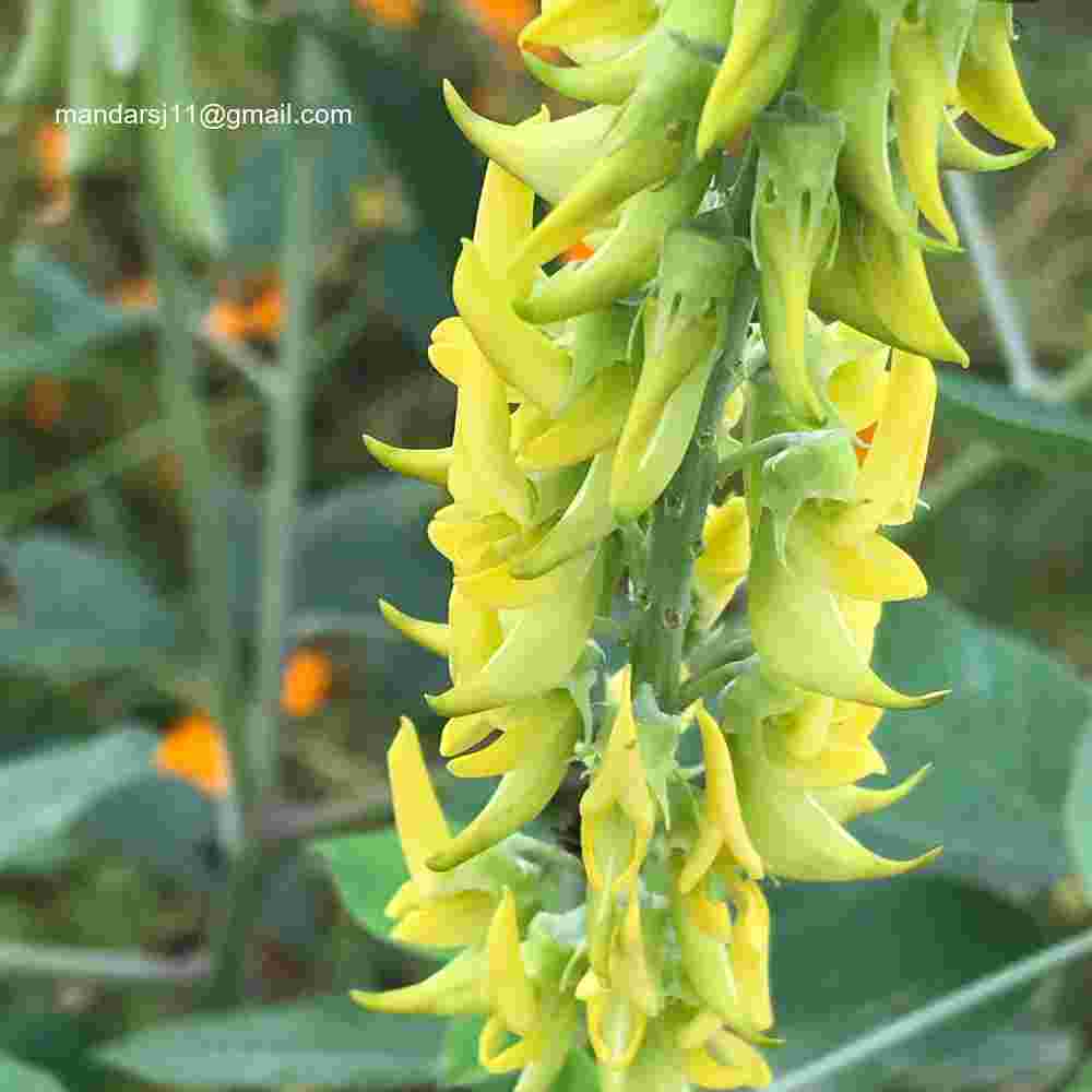 Crotalaria pallida