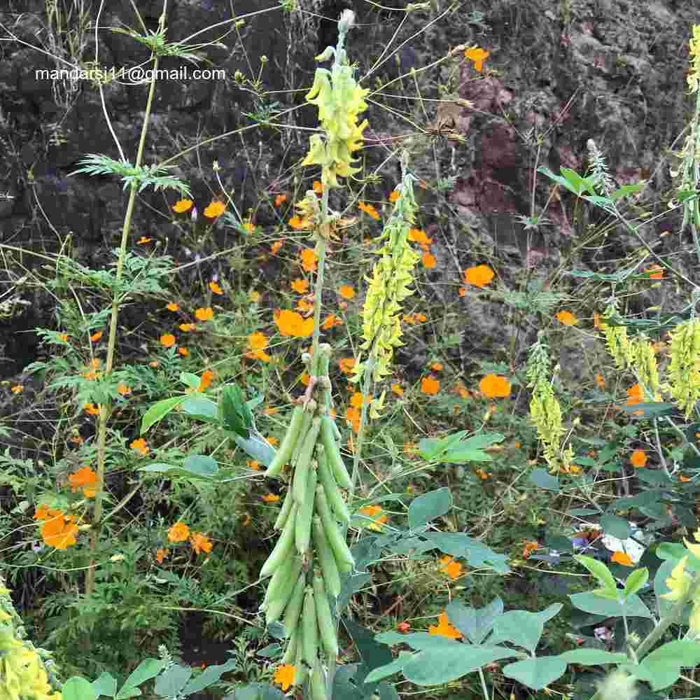 Crotalaria pallida