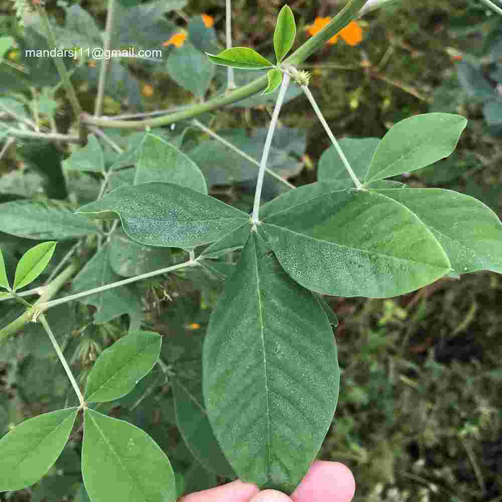 Crotalaria pallida