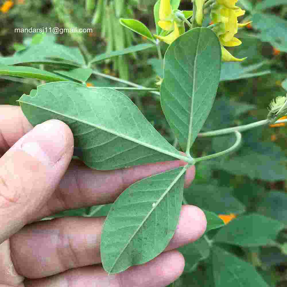 Crotalaria pallida