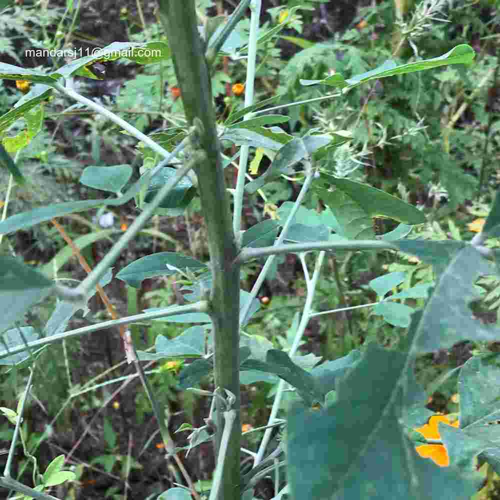 Crotalaria pallida