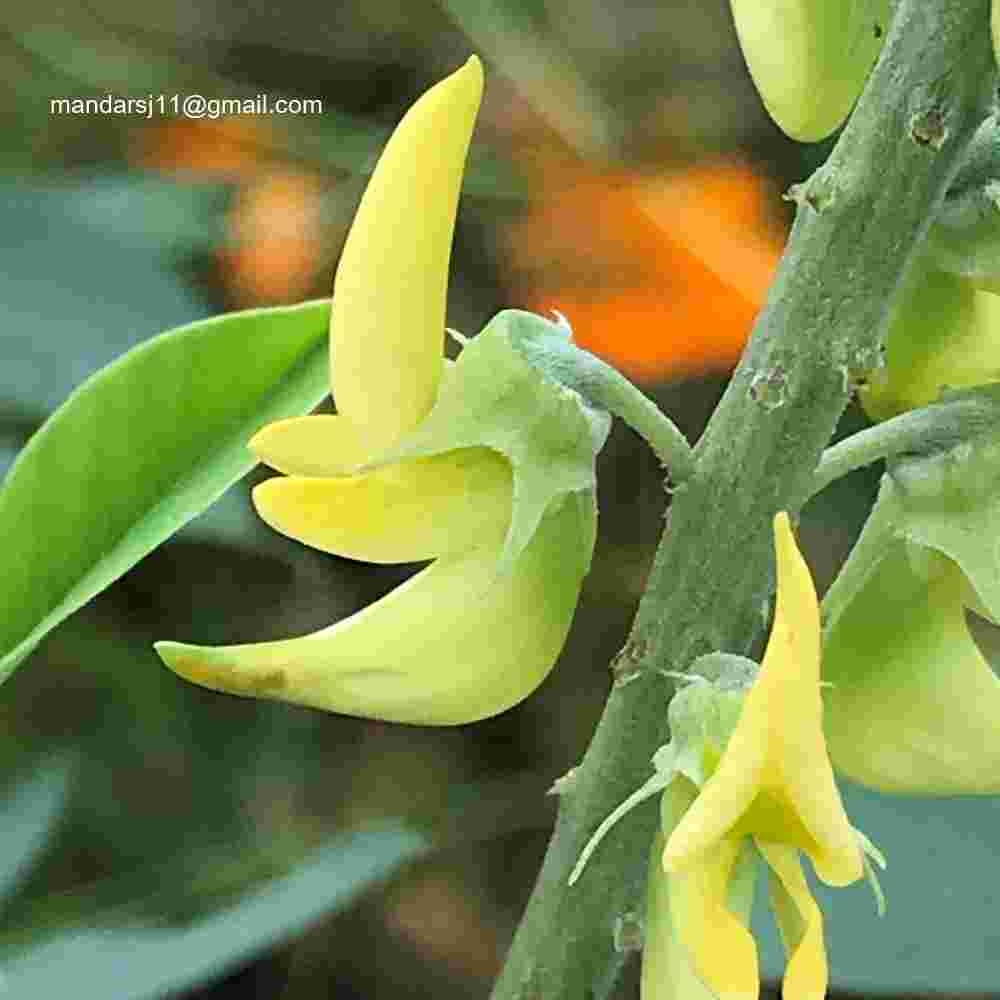 Crotalaria pallida