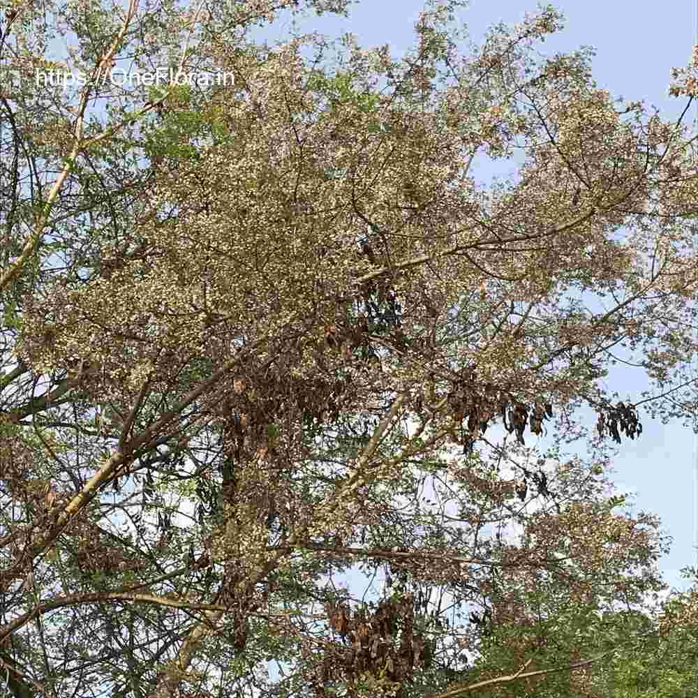 Dalbergia lanceolaria subsp. paniculata