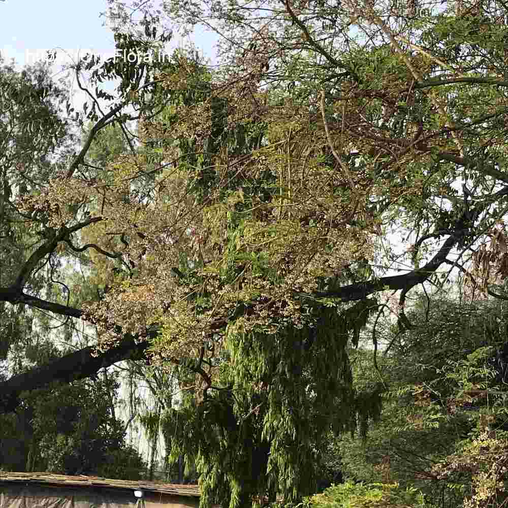 Dalbergia lanceolaria subsp. paniculata