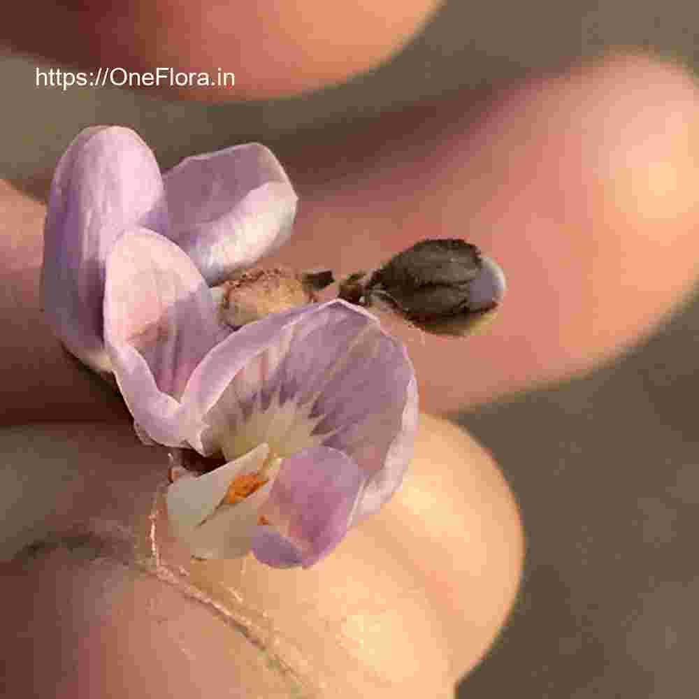 Dalbergia lanceolaria subsp. paniculata