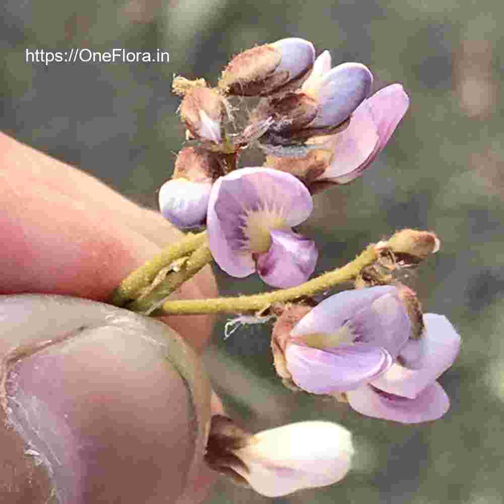 Dalbergia lanceolaria subsp. paniculata