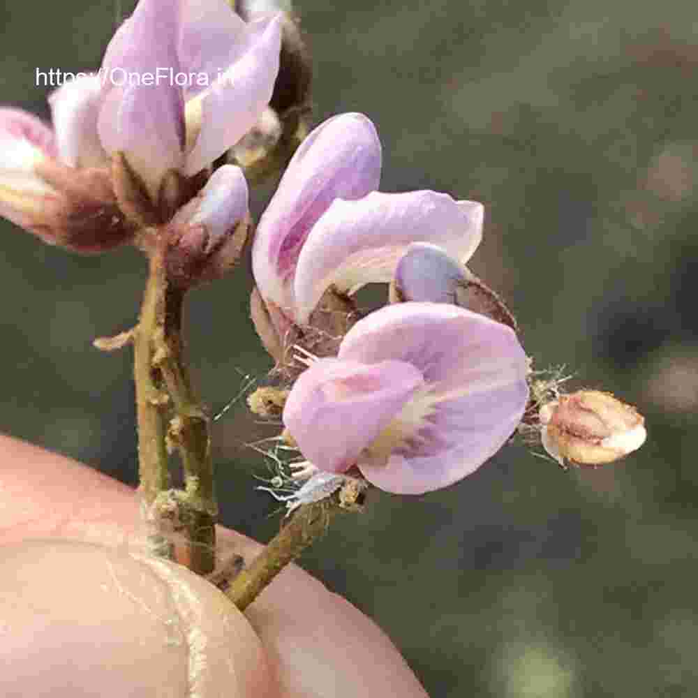 Dalbergia lanceolaria subsp. paniculata