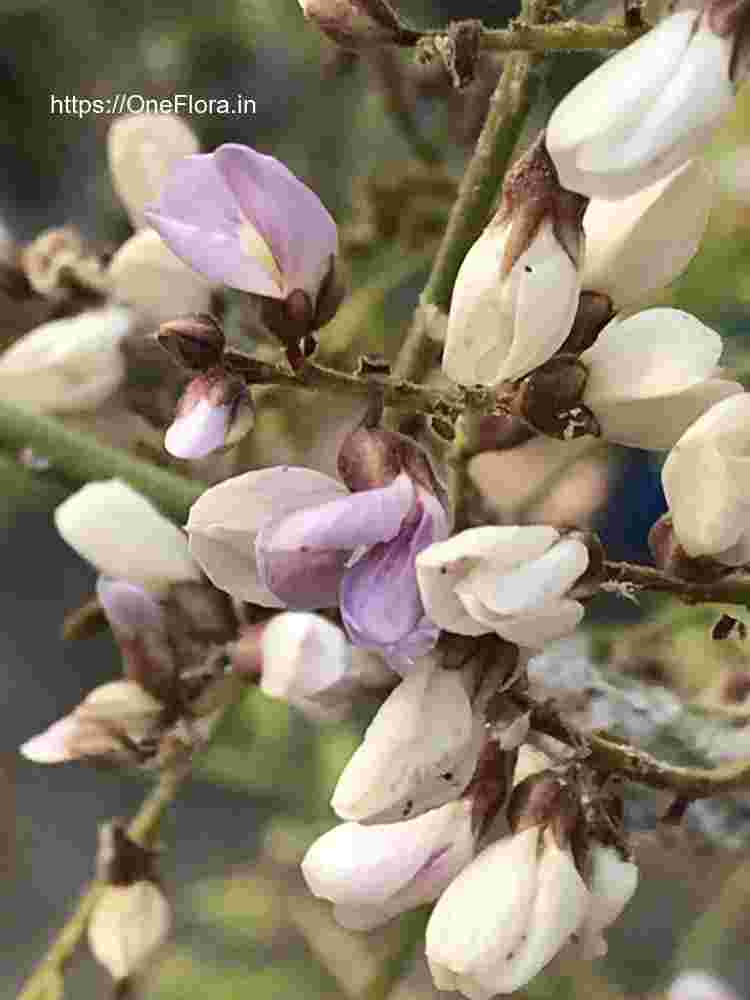 Dalbergia lanceolaria subsp. paniculata