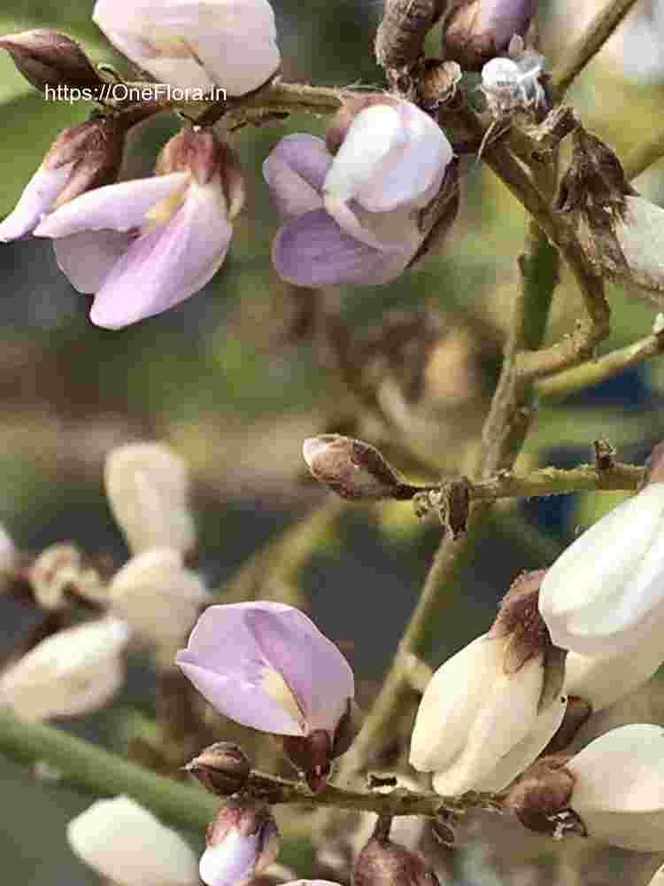 Dalbergia lanceolaria subsp. paniculata