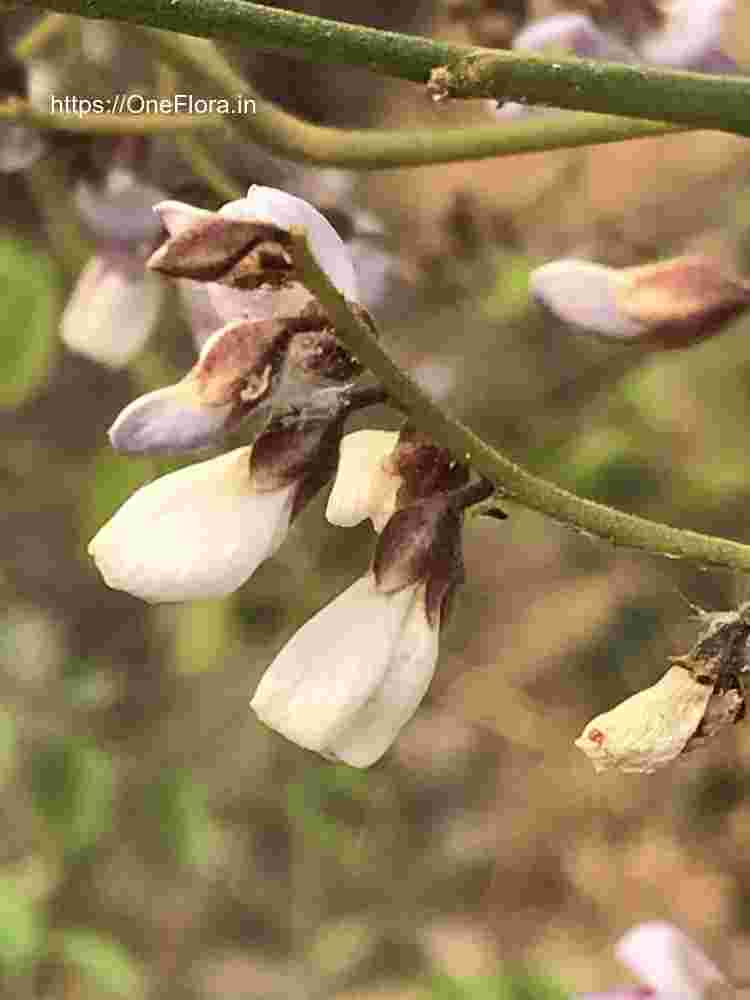 Dalbergia lanceolaria subsp. paniculata