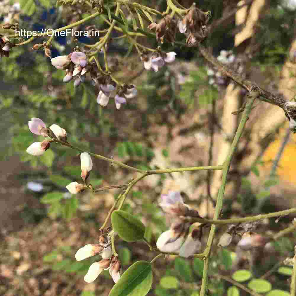 Dalbergia lanceolaria subsp. paniculata