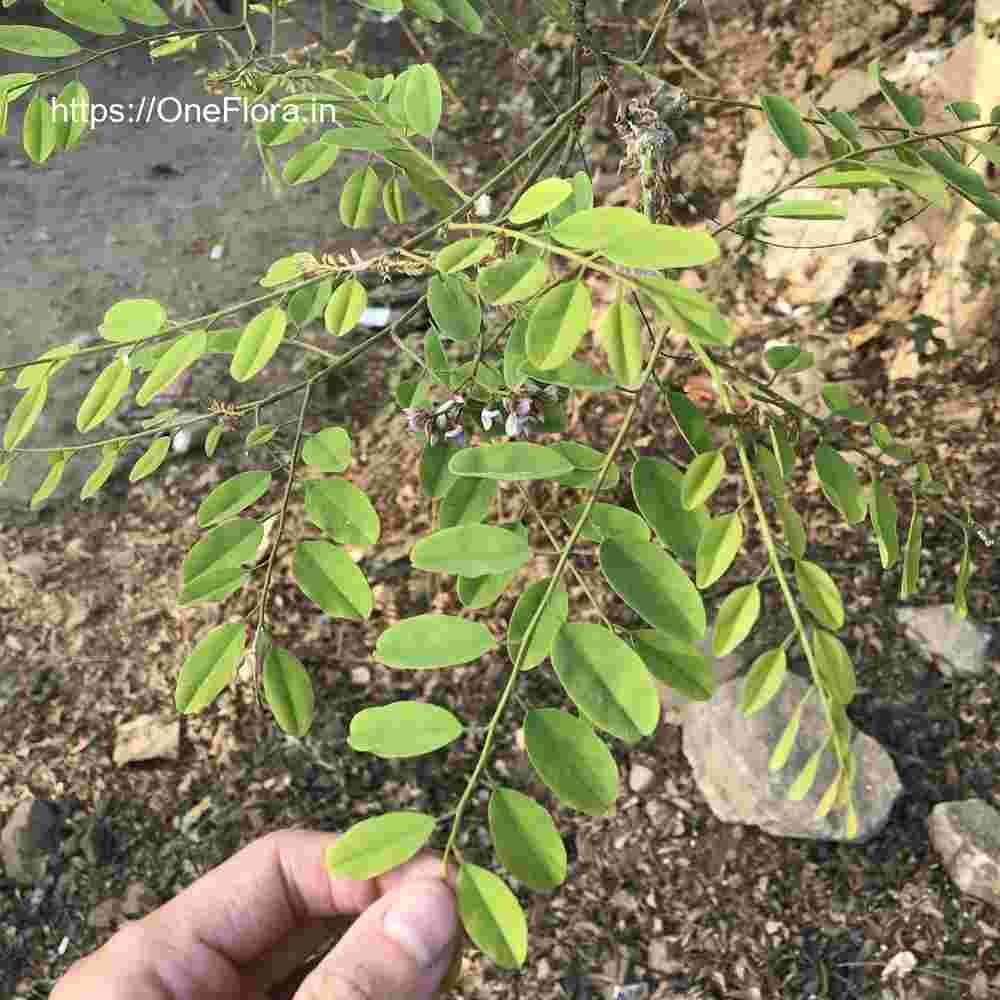 Dalbergia lanceolaria subsp. paniculata