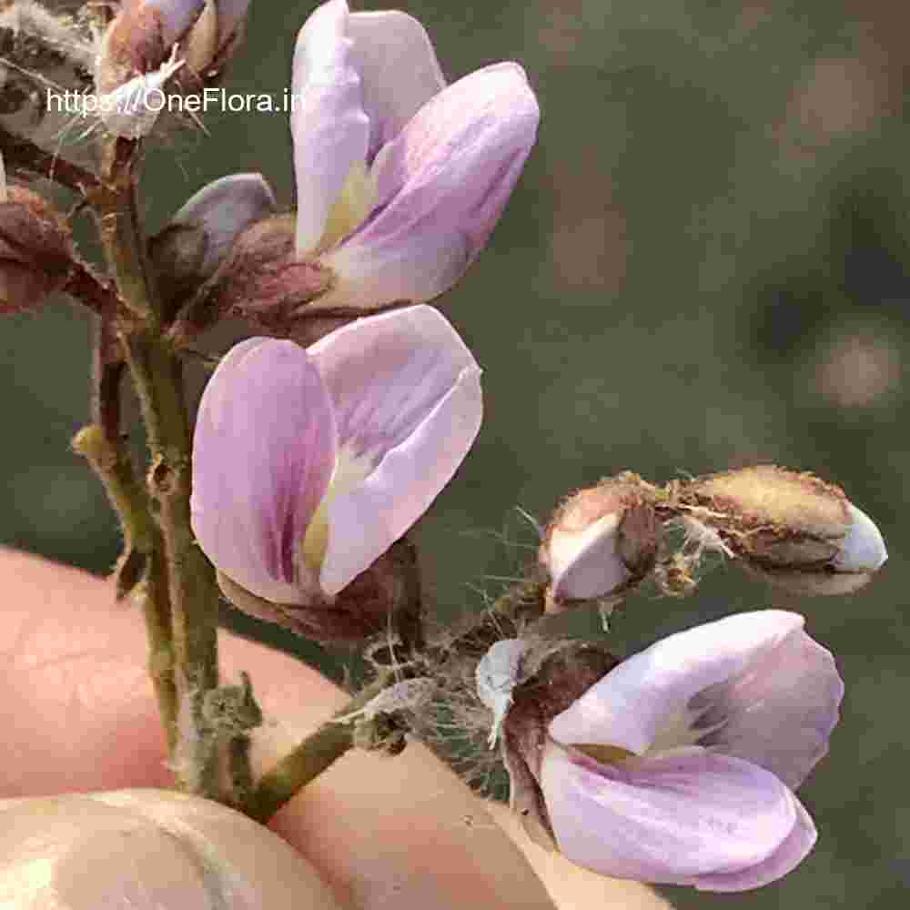 Dalbergia lanceolaria subsp. paniculata