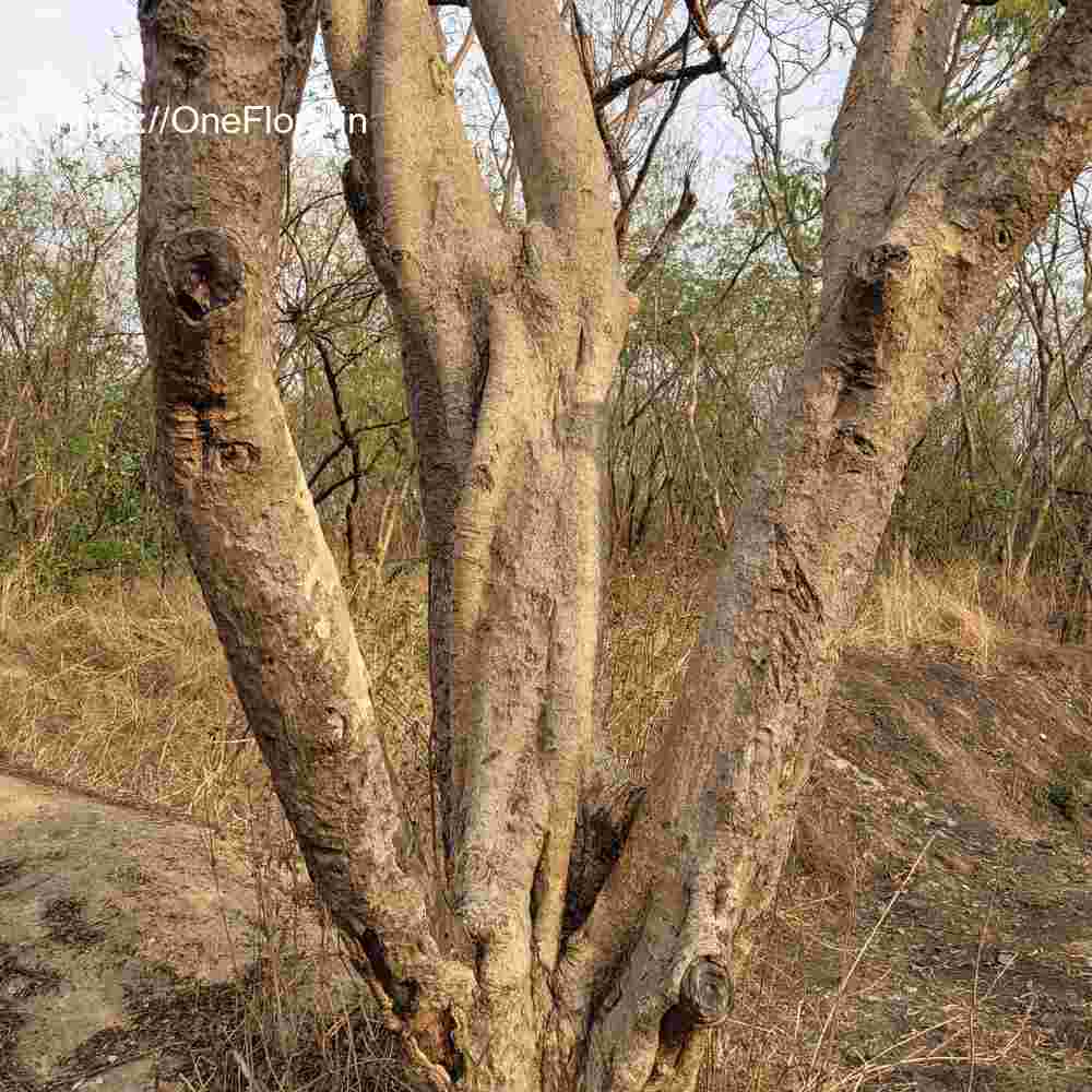 Dalbergia lanceolaria subsp. paniculata