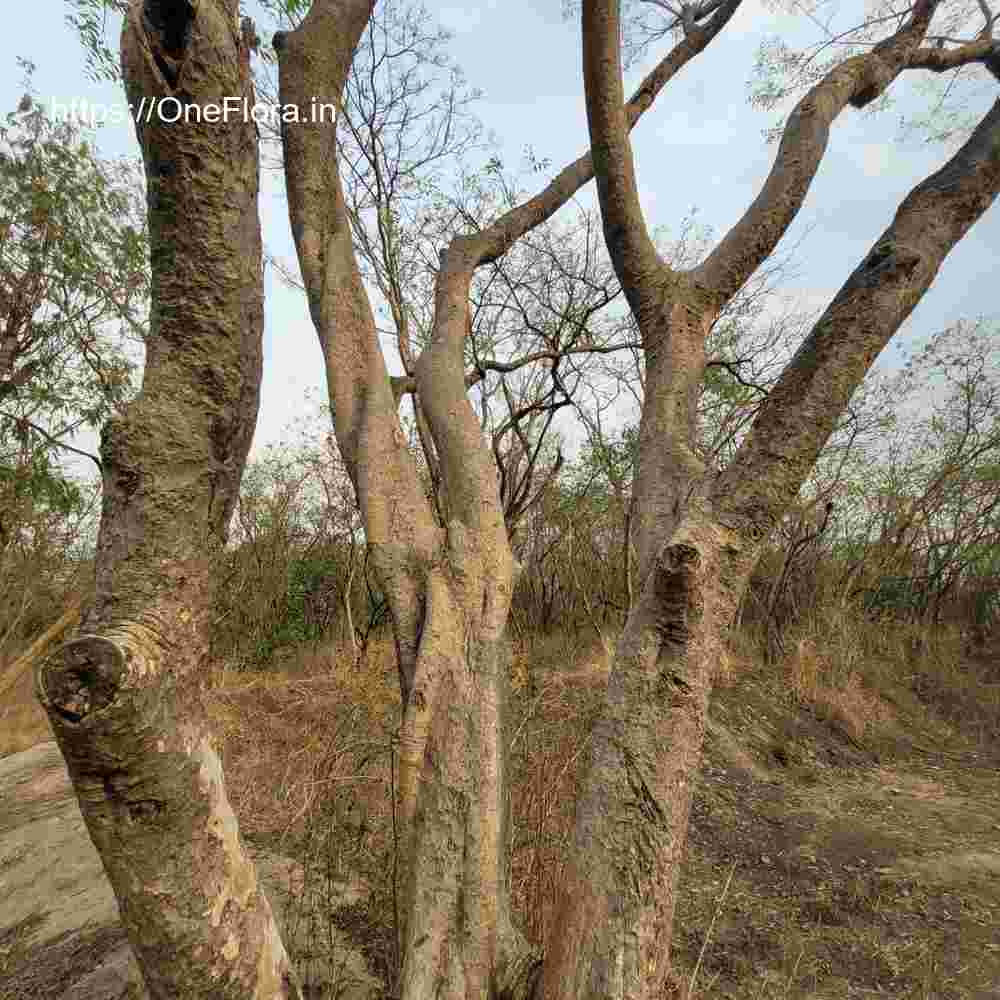 Dalbergia lanceolaria subsp. paniculata