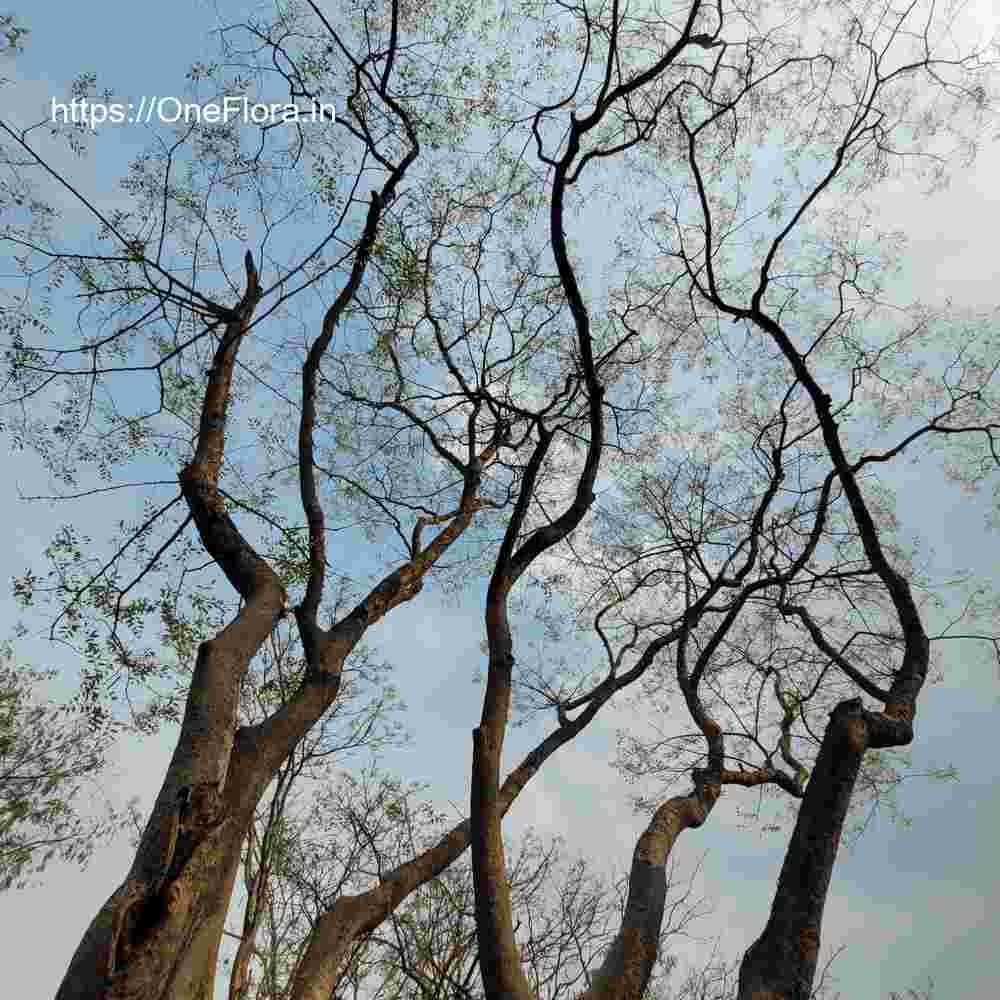 Dalbergia lanceolaria subsp. paniculata