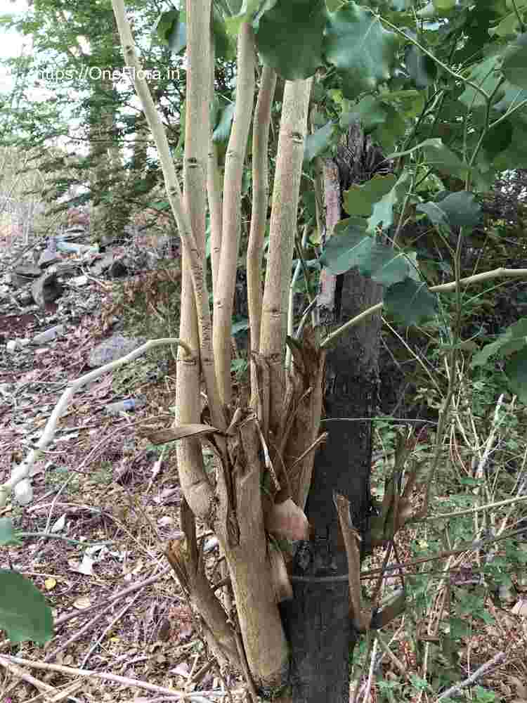 Dalbergia latifolia