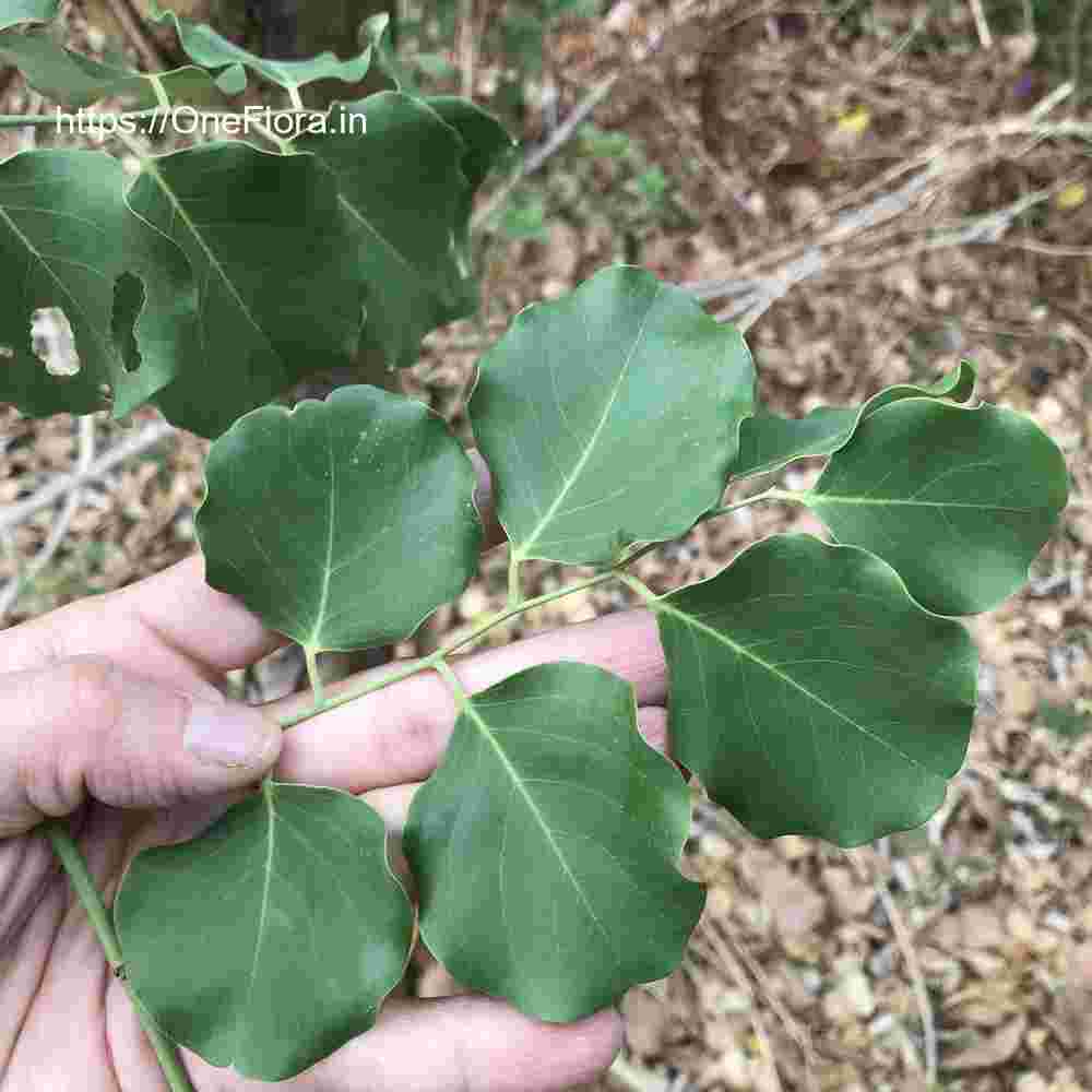 Dalbergia latifolia