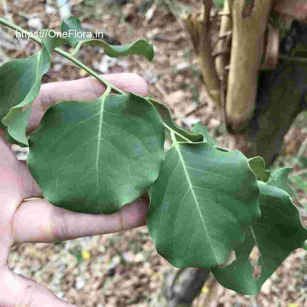 Dalbergia latifolia