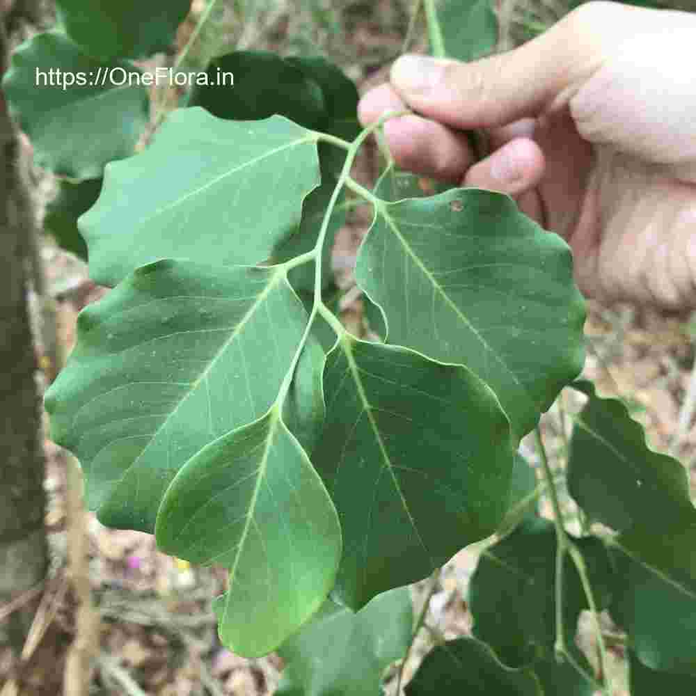 Dalbergia latifolia
