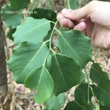 Dalbergia latifolia