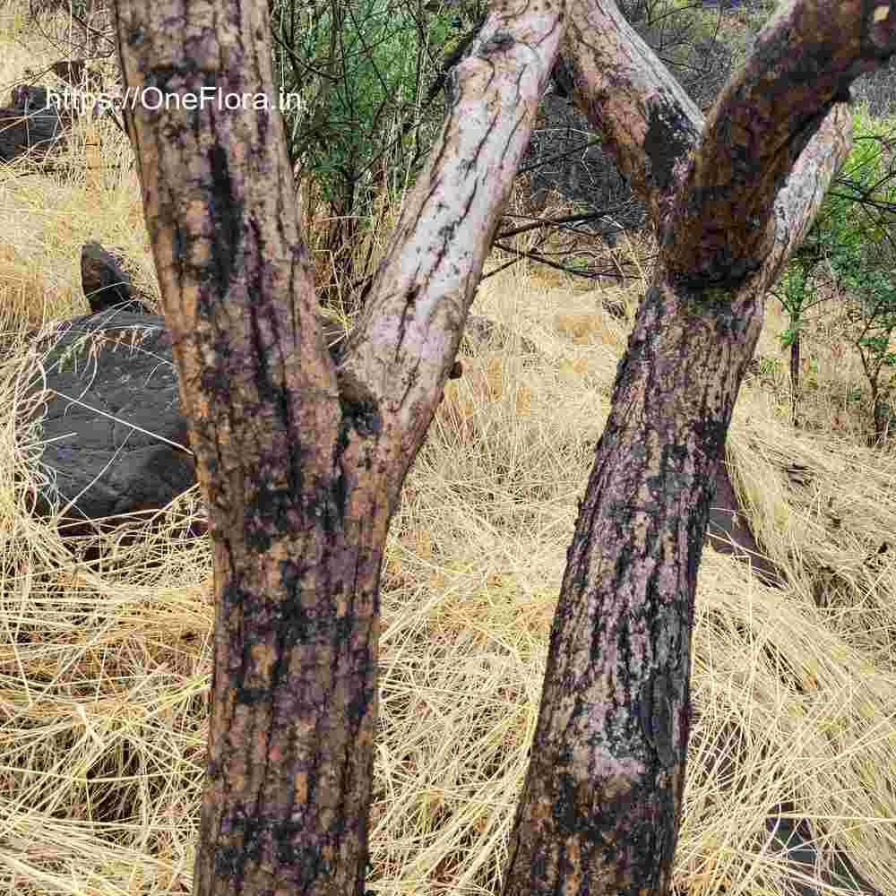 Dalbergia latifolia