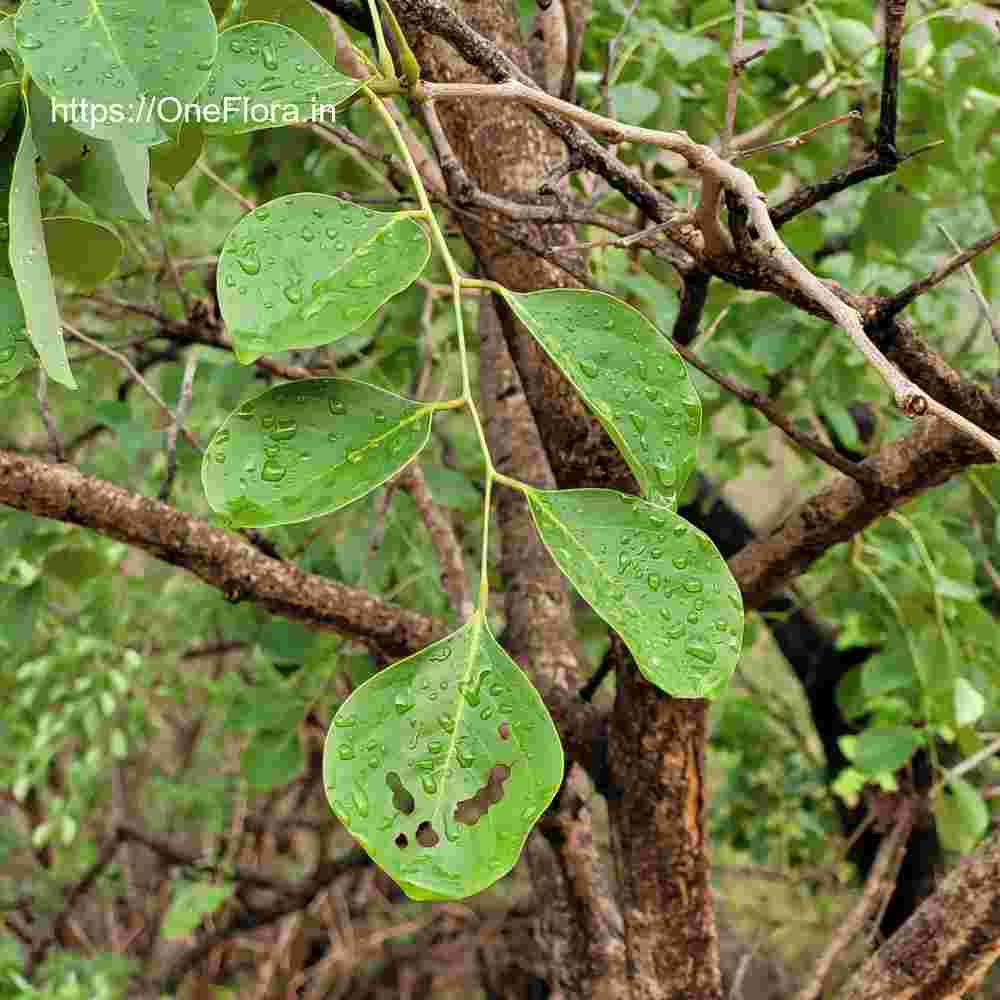 Dalbergia latifolia