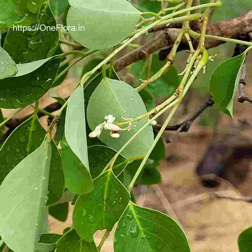 Dalbergia latifolia