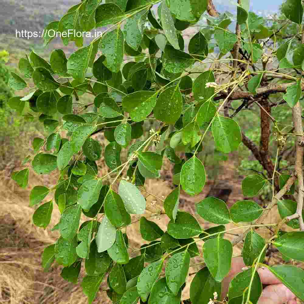 Dalbergia latifolia