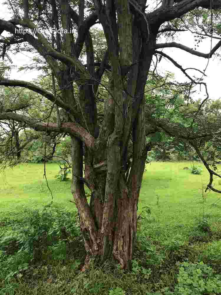 Dalbergia melanoxylon