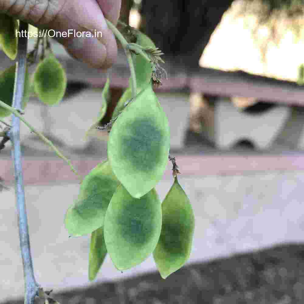 Dalbergia melanoxylon