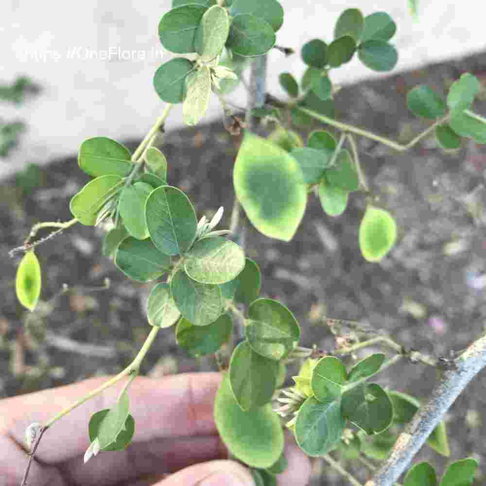 Dalbergia melanoxylon