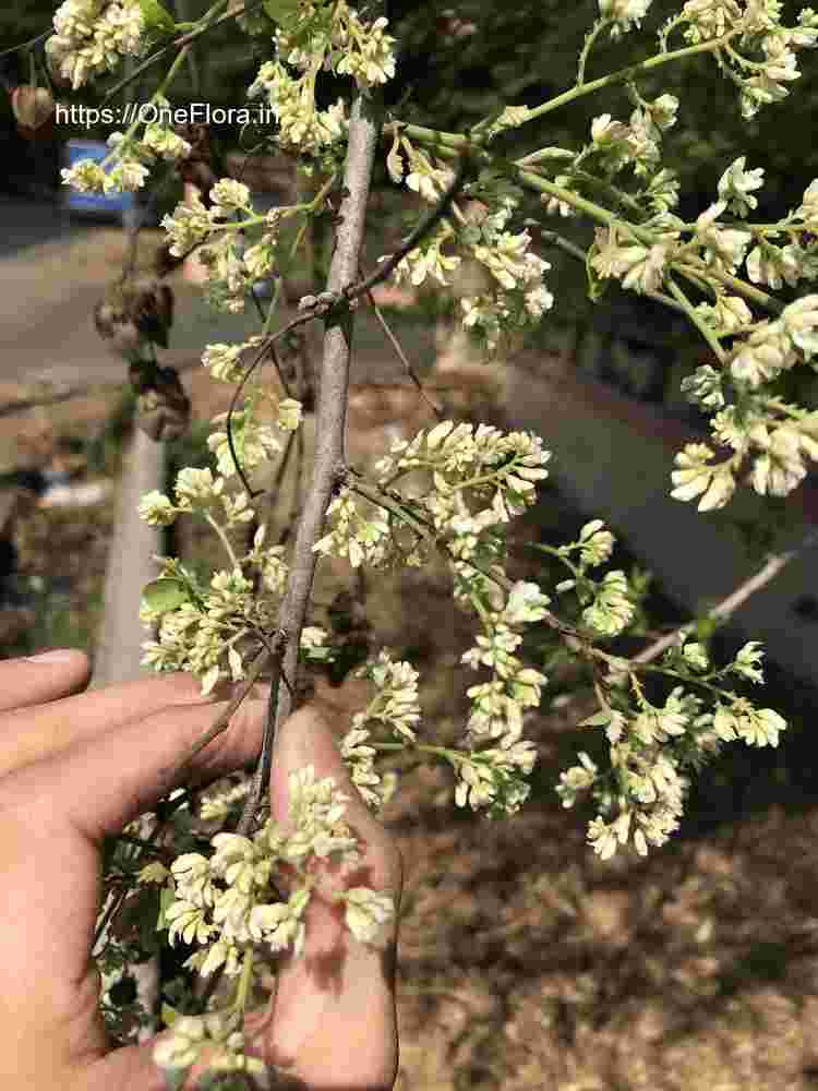 Dalbergia melanoxylon