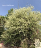 Dalbergia melanoxylon