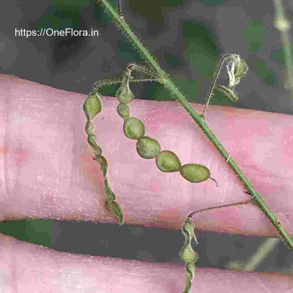 Desmodium dichotomum