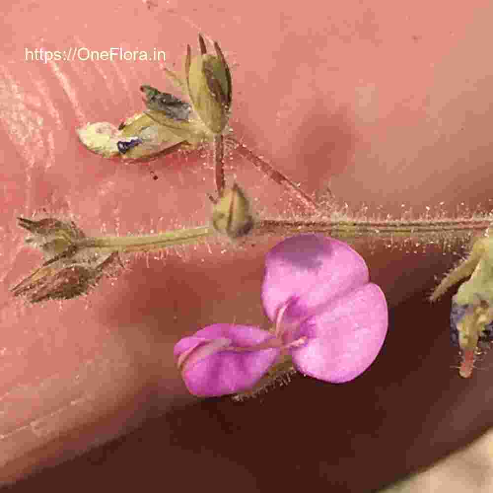 Desmodium scorpiurus