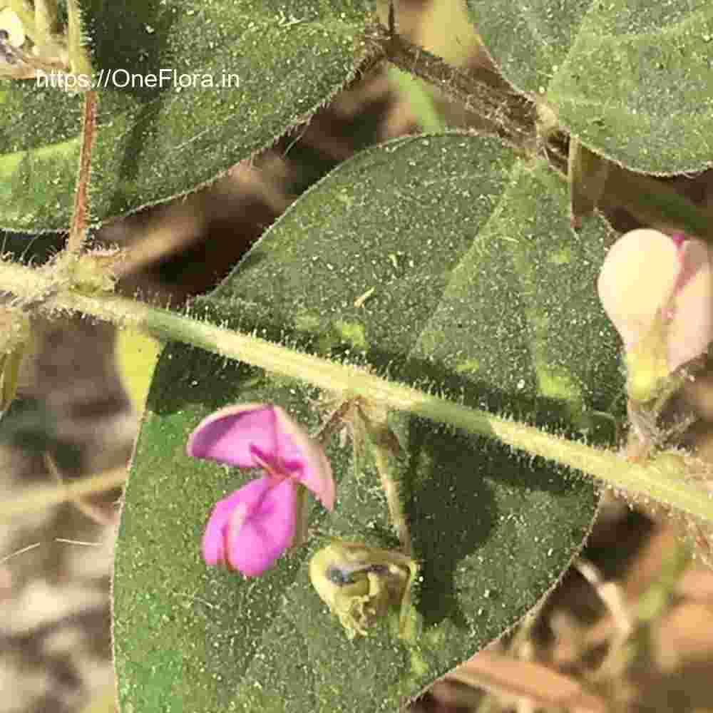 Desmodium scorpiurus